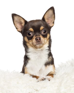 Chihuahua, 1 yaşında, chihuahua, 2 yıl yaşlı, beyaz arka planı