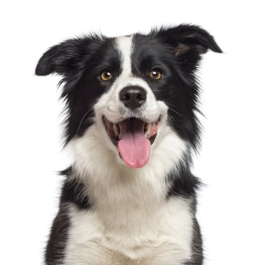 Close-up of Border Collie, 1.5 years old, looking at camera against white background clipart