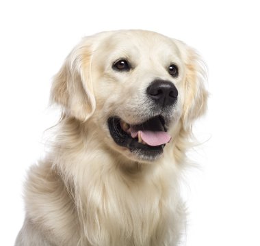 Golden retriever oturma ve uzağa bakarak beyaz arka planı