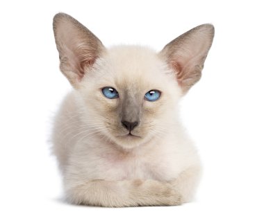 doğuya özgü stenografi kedi yavrusu, 9 hafta yaşlı, yalan ve beyaz arka planı arıyorum