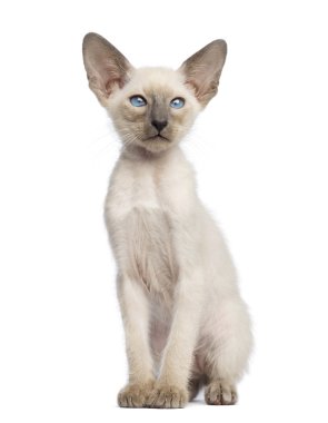 doğuya özgü stenografi kedi yavrusu, 9 hafta yaşlı, oturma ve uzağa beyaz arka planı arıyorum