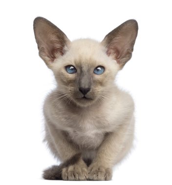 Oriental Shorthair kitten, 9 weeks old, lying and looking at camera against white background
