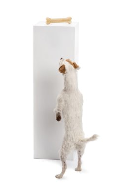Rear view of a Parson Russell terrier standing against a pedestal and looking at the bone on the top of it against white background clipart