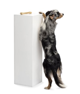 arka ayakları üzerinde duran ve bir kemik bir Kaideye karşı beyaz zemin üstüne ulaşmaya çalışan Avustralyalı çoban