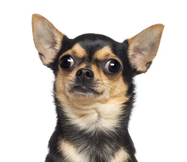 Chihuahua, 17 månader gammal, mot vit bakgrund — Stockfoto