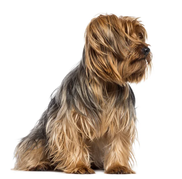 Yorkshire Terrier, 4 anos, sentado e olhando para o fundo branco — Fotografia de Stock