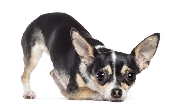 Chihuahua, 2 Jahre alt, blickt auf Kamera vor weißem Hintergrund — Stockfoto