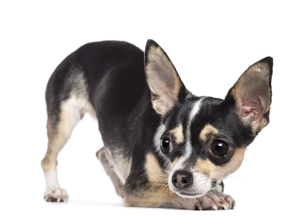Chihuahua, 2 anni, distoglie lo sguardo sullo sfondo bianco — Foto Stock