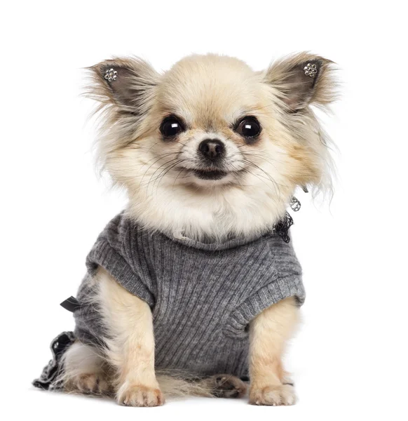 Chihuahua köpek yavrusu, 4 ay yaşlı, oturan, giyin ve beyaz arka plan kamera bakıyor
