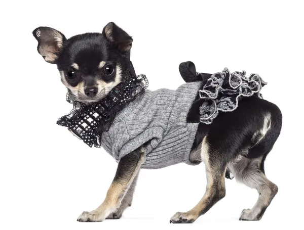 Chihuahua, 3 anni, vestita e guardando la macchina fotografica sullo sfondo bianco — Foto Stock