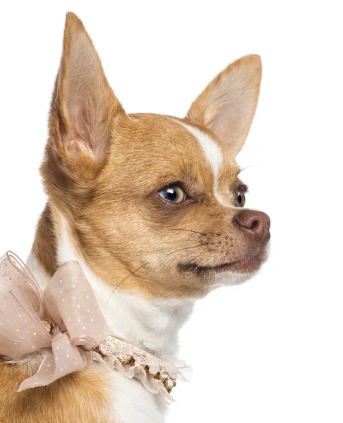 Chihuahua, 7 months old, wearing lace collar and looking away against white background — Stock Photo, Image