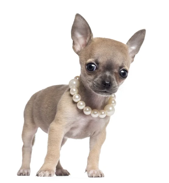 Chihuahua cachorro, 4 meses de edad, con collar de perlas y mirando a la cámara, sobre fondo blanco — Foto de Stock