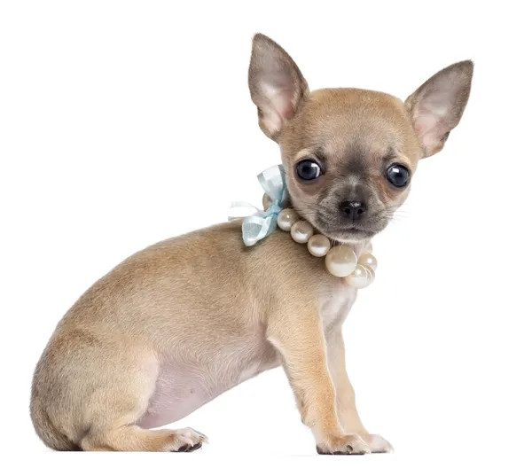 Chihuahua puppy, 4 months old, wearing pearl necklace, sitting and looking at camera against white background — Stock Photo, Image