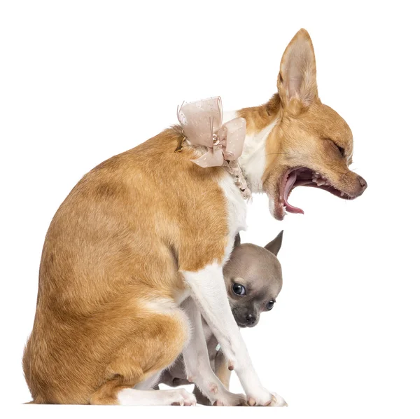 Two Chihuahua puppies, 4 and 7 months old, sitting and wearing collar, pearl and lace against white background — Stock Photo, Image