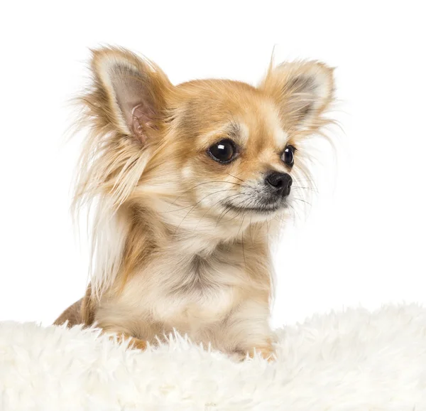 Chihuahua against white background — Stock Photo, Image