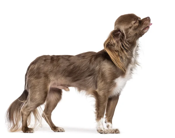 Side view of Chihuahua standing and sticking its tongue out against white background — Stock Photo, Image