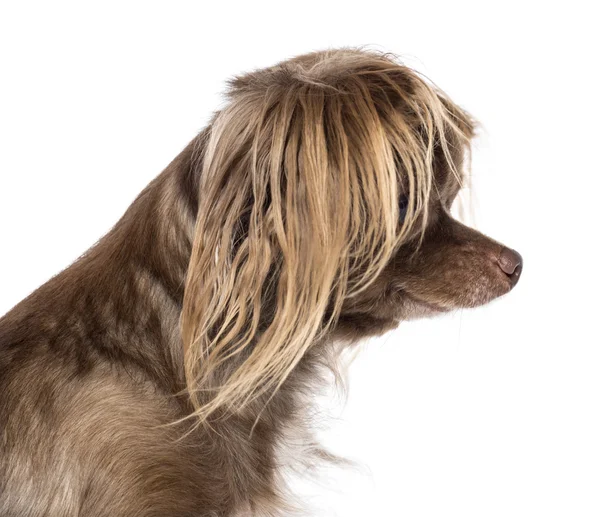 Side view of Chihuahuas head against white background — Stock Photo, Image