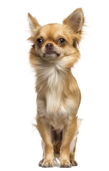Chihuahua oturma ve uzağa bakarak beyaz arka planı — Stok fotoğraf