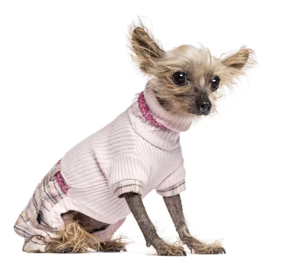 Kinesiska crested dog, 10 år gammal, klädd i rosa, sitter och tittar bort mot vit bakgrund — Stockfoto