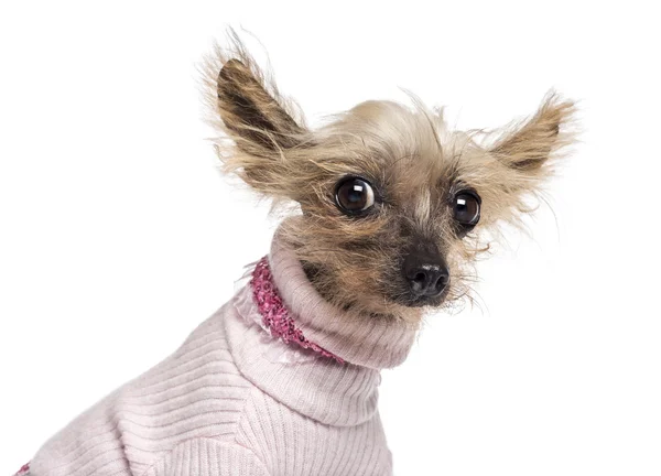 チャイニーズ ・ クレステッド ・犬、10 歳で、ピンクの服を着て、白い背景のカメラを見て — ストック写真