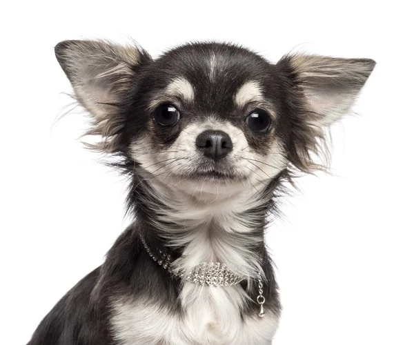 Primo piano di Chihuahua guardando la fotocamera sullo sfondo bianco — Foto Stock