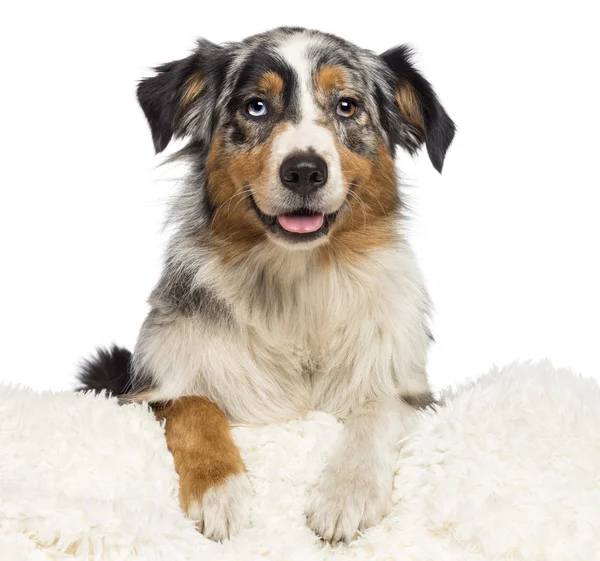 Australian Shepherd, 3 anos, olhando para a câmera contra fundo branco — Fotografia de Stock