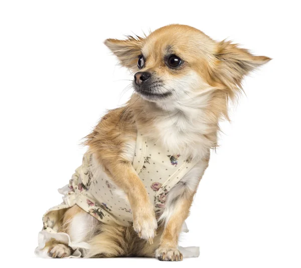 Fearful Chihuahua, 1 year old, dressed, sitting and looking away against white background — Stock Photo, Image