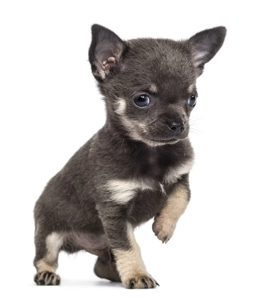 Chihuahua filhote de cachorro, 7 semanas, olhando para longe com a pata para cima contra o fundo branco — Fotografia de Stock