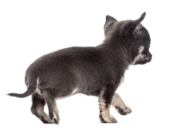Chihuahua pup, 7 weken oud, weglopen tegen witte achtergrond — Stockfoto