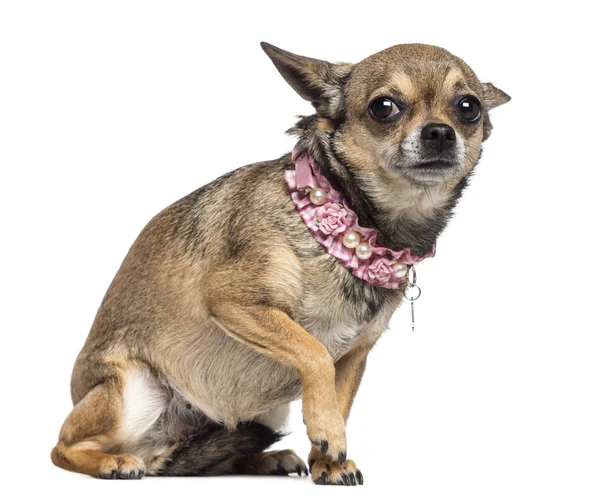 Temeroso Chihuahua, 3 anos, sentado e usando colarinho rosa contra fundo branco — Fotografia de Stock
