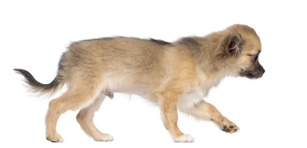 Vista lateral do cachorro Chihuahua, 4 meses, andando contra fundo branco — Fotografia de Stock