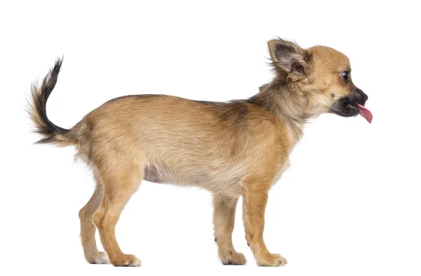 Vista lateral do filhote de cachorro Chihuahua, 4 meses, de pé e colando a língua contra o fundo branco — Fotografia de Stock