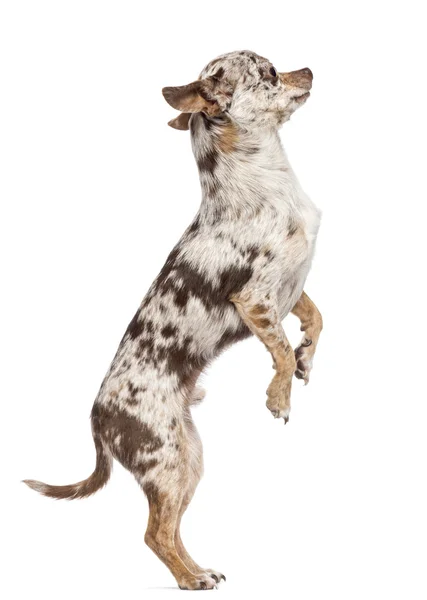 Chihuahua standing on hind legs against white background — Stock Photo, Image