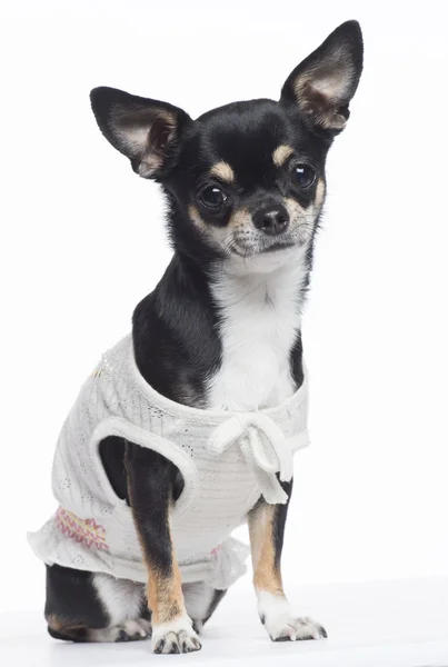 Chihuahua vestido, sentado e olhando para a câmera contra fundo branco — Fotografia de Stock