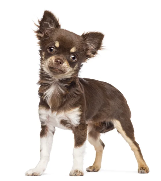 Chihuahua blickt vor weißem Hintergrund in die Kamera — Stockfoto