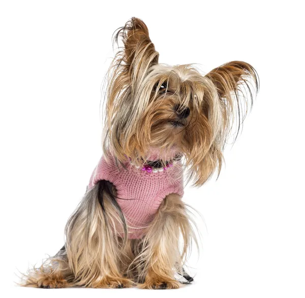 Yorkshire terrier sentado, vestido e olhando para o fundo branco — Fotografia de Stock