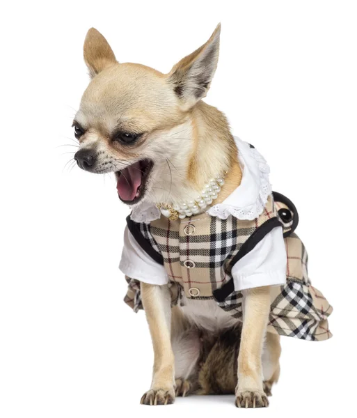 Chihuahua sitzend, gekleidet und gähnend vor weißem Hintergrund — Stockfoto