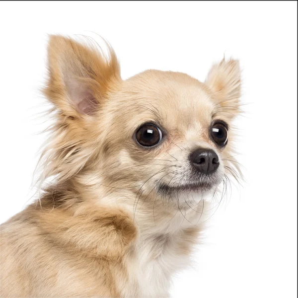 Close-up van chihuahua kijken weg tegen witte achtergrond — Stockfoto