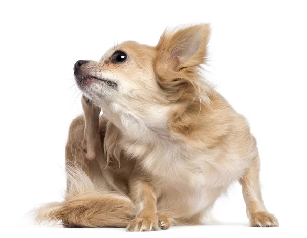 Chihuahua scratching against white background — Stock Photo, Image