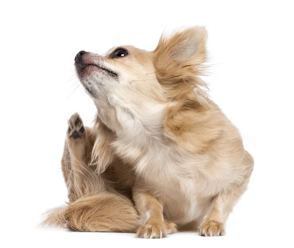 Chihuahua scratching against white background — Stock Photo, Image