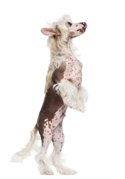 Chinese Crested dog standing on hind legs and looking up against white background — Stock Photo, Image