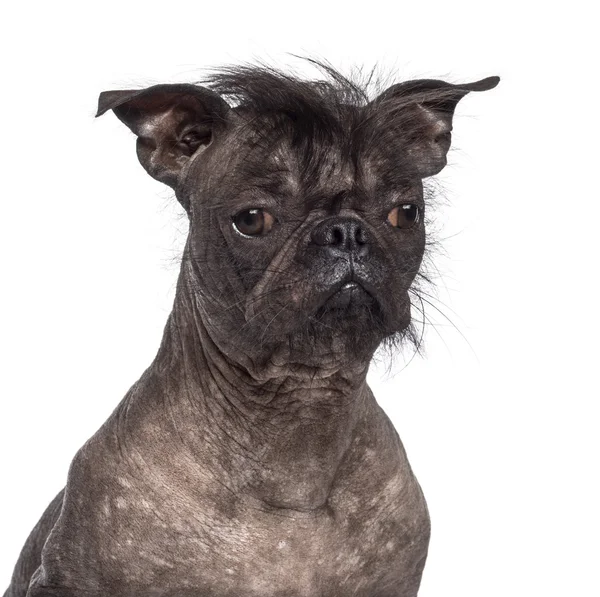 Perro sin pelo, mezcla entre bulldog francés y Chinese Crested Dog, sobre fondo blanco — Foto de Stock