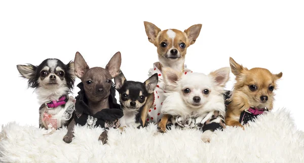 Chihuahuas dressed and lying on white fur against white background — Stock Photo, Image