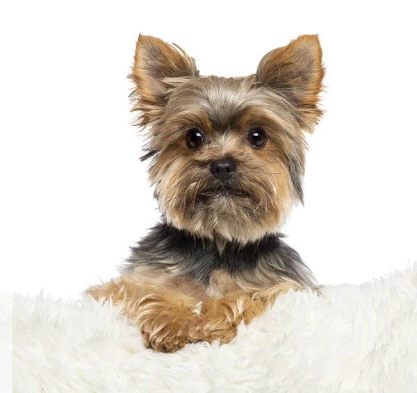 Yorkshire Terrier, 3 years old, lying on white fur against white background — Stock Photo, Image