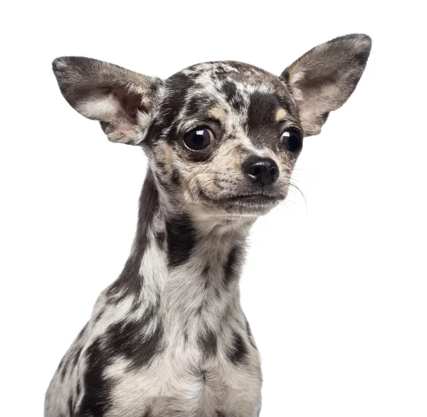 Chihuahua pup, 3 maanden oud, op zoek weg tegen witte achtergrond — Stockfoto