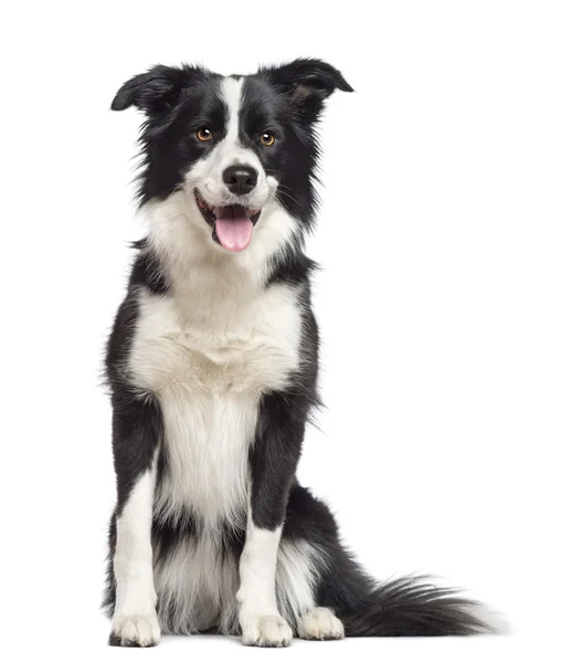 Border collie, 1,5 jaar oud, zitten en kijken weg tegen witte achtergrond — Stockfoto