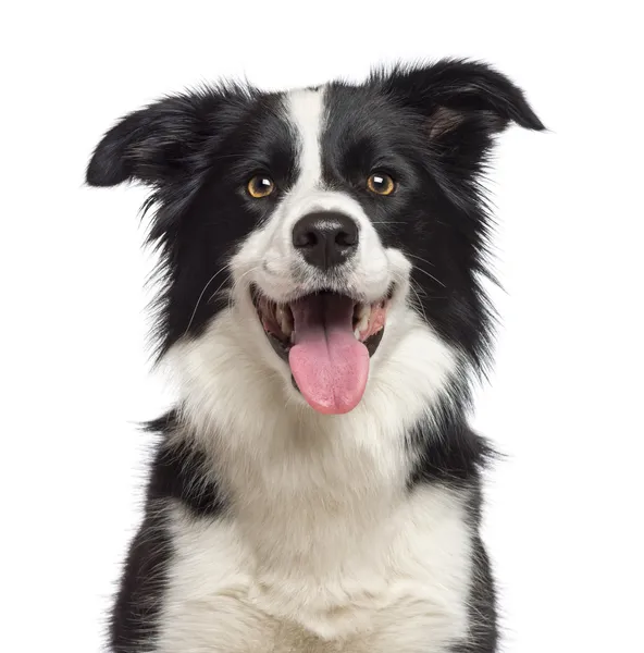 Nahaufnahme von Border Collie, 1,5 Jahre alt, mit Kamera vor weißem Hintergrund — Stockfoto