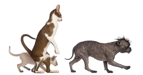 Adulto Oriental Shorthair em pé na perna hinds com gatinho andando atrás seguinte cão mestiço contra fundo branco — Fotografia de Stock