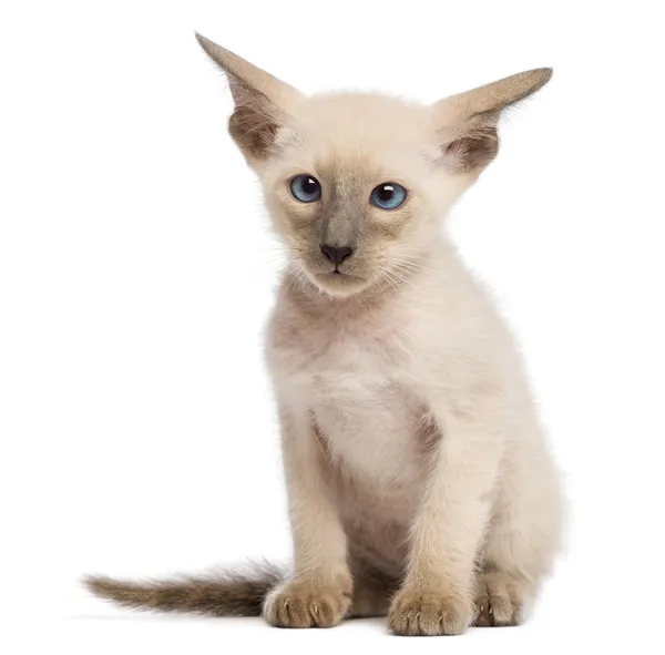 Oriental Shorthair kitten, 9 weeks old, sitting and looking against white background — Stock Photo, Image