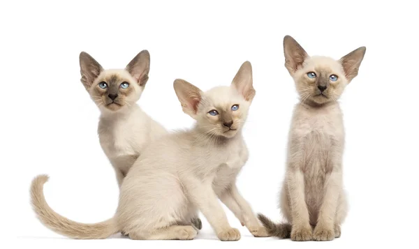 Drie Oosterse korthaar kittens zitten en kijken weg tegen witte achtergrond — Stockfoto